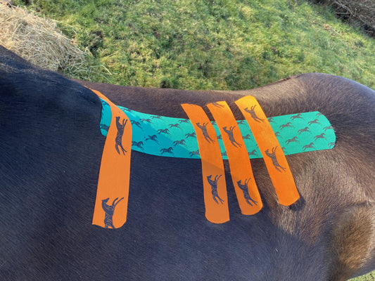 Scientific Study confirms Equine Kinesiology Taping gives Back Pain Relief for Horses